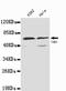 TGF-Beta Activated Kinase 1 (MAP3K7) Binding Protein 1 antibody, LS-C178360, Lifespan Biosciences, Western Blot image 