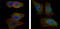 AKT Serine/Threonine Kinase 2 antibody, M00725-2, Boster Biological Technology, Immunofluorescence image 