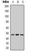 Basigin (Ok Blood Group) antibody, LS-C368979, Lifespan Biosciences, Western Blot image 