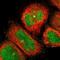 Basal Body Orientation Factor 1 antibody, NBP1-91199, Novus Biologicals, Immunofluorescence image 