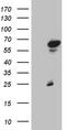 Zinc Finger Protein 329 antibody, TA809556S, Origene, Western Blot image 