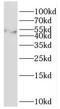 SH3 Domain Containing GRB2 Like, Endophilin B2 antibody, FNab07835, FineTest, Western Blot image 