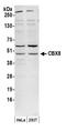 Chromobox 8 antibody, A300-882A, Bethyl Labs, Western Blot image 