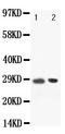 POU Class 2 Homeobox Associating Factor 1 antibody, PA1506, Boster Biological Technology, Western Blot image 