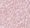 POU Class 5 Homeobox 1 antibody, LS-C108534, Lifespan Biosciences, Immunohistochemistry paraffin image 