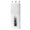 APP695 antibody, ADI-905-804-100, Enzo Life Sciences, Western Blot image 