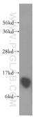 Dynein Light Chain Tctex-Type 1 antibody, 11954-1-AP, Proteintech Group, Western Blot image 