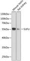 SUFU Negative Regulator Of Hedgehog Signaling antibody, 14-985, ProSci, Western Blot image 