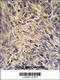 Heat Shock Protein 90 Beta Family Member 1 antibody, 61-702, ProSci, Immunohistochemistry paraffin image 