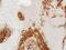 Cathepsin S antibody, NBP2-15727, Novus Biologicals, Immunohistochemistry paraffin image 