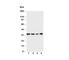 MYD88 Innate Immune Signal Transduction Adaptor antibody, R30745, NSJ Bioreagents, Western Blot image 