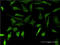 Dentin Matrix Acidic Phosphoprotein 1 antibody, LS-C197061, Lifespan Biosciences, Immunofluorescence image 