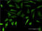 Dentin matrix acidic phosphoprotein 1 antibody, LS-C197061, Lifespan Biosciences, Immunofluorescence image 