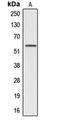 Alpha-1-B Glycoprotein antibody, LS-C351781, Lifespan Biosciences, Western Blot image 