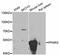 Peroxisome Proliferator Activated Receptor Gamma antibody, abx126397, Abbexa, Western Blot image 