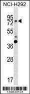 GTP Binding Protein 1 antibody, 60-181, ProSci, Western Blot image 