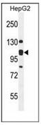 ER Membrane Protein Complex Subunit 1 antibody, AP52276PU-N, Origene, Western Blot image 