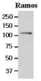 Nuclear Factor Of Activated T Cells 1 antibody, GTX50030, GeneTex, Western Blot image 