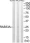 RAB33A, Member RAS Oncogene Family antibody, PA5-39402, Invitrogen Antibodies, Western Blot image 