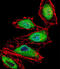 RUNX Family Transcription Factor 3 antibody, abx028216, Abbexa, Immunofluorescence image 