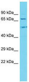 KIAA0937 antibody, TA331963, Origene, Western Blot image 