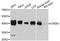 CAMP Responsive Element Binding Protein 1 antibody, A11989, ABclonal Technology, Western Blot image 