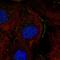 Acyl-CoA Thioesterase 13 antibody, HPA019881, Atlas Antibodies, Immunocytochemistry image 
