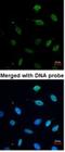 Minichromosome Maintenance Complex Component 7 antibody, NBP1-31350, Novus Biologicals, Immunocytochemistry image 