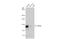 Prominin 1 antibody, GTX102109, GeneTex, Western Blot image 