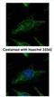 Suv3 Like RNA Helicase antibody, NBP2-20539, Novus Biologicals, Immunocytochemistry image 