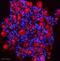 Fibroblast Growth Factor 1 antibody, ab9588, Abcam, Immunohistochemistry frozen image 