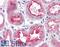 Mothers against decapentaplegic homolog 9 antibody, 46-383, ProSci, Western Blot image 