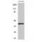 Serpin Family B Member 9 antibody, LS-C385487, Lifespan Biosciences, Western Blot image 