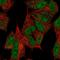 M-Phase Specific PLK1 Interacting Protein antibody, PA5-66774, Invitrogen Antibodies, Immunofluorescence image 