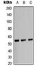 Interferon Regulatory Factor 3 antibody, LS-C368606, Lifespan Biosciences, Western Blot image 