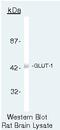 Solute Carrier Family 2 Member 1 antibody, PA5-16793, Invitrogen Antibodies, Western Blot image 