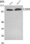 Lysine Demethylase 1A antibody, STJ98515, St John