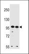 WD repeat-containing protein 3 antibody, LS-C160578, Lifespan Biosciences, Western Blot image 