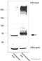 Fermitin Family Member 2 antibody, ab74030, Abcam, Western Blot image 