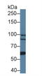 BCL6 Corepressor antibody, LS-C374426, Lifespan Biosciences, Western Blot image 