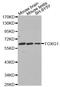 hBF-2 antibody, STJ23696, St John