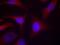 NFKB Inhibitor Alpha antibody, NB100-81987, Novus Biologicals, Immunofluorescence image 
