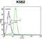 Nemo Like Kinase antibody, abx033465, Abbexa, Immunocytochemistry image 