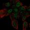 Zinc Finger Protein 232 antibody, NBP2-55348, Novus Biologicals, Immunofluorescence image 
