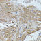 FLII Actin Remodeling Protein antibody, 15-954, ProSci, Immunohistochemistry frozen image 