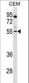 Paired Box 7 antibody, LS-C163397, Lifespan Biosciences, Western Blot image 