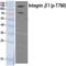 Integrin Subunit Beta 1 antibody, LS-C380749, Lifespan Biosciences, Western Blot image 