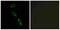 ES Cell Expressed Ras antibody, A30709, Boster Biological Technology, Immunohistochemistry frozen image 