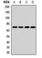 Urat1 antibody, orb412326, Biorbyt, Western Blot image 