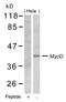 Myogenic Differentiation 1 antibody, GTX50470, GeneTex, Western Blot image 